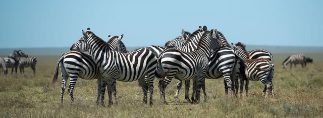 Zebra