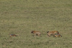Black-backed Jackal and Spotted Hyena