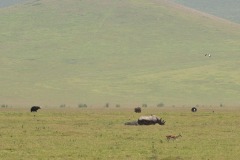Black Rhinoceros Crested Crane Ostrich and gazelle