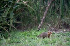 Dwarf mongoose