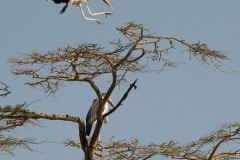 Marabou Stork