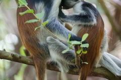 Red Colobus Monkey
