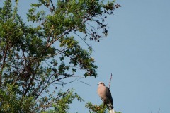 Ring-necked Dove