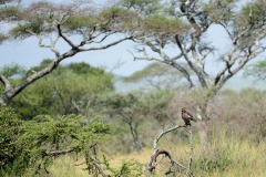 Tawny Eagle