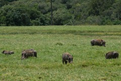 Warthog