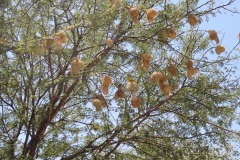Yellow weaver