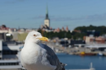 Port of Tallinn || Estonia