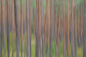 Vaidava Forest || Latvia