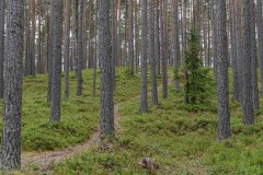 Vaidava Forest || Latvia