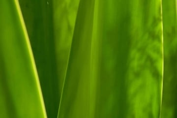Blades of Green || Maui