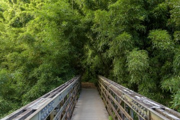 Bridge along Pipiwai Trail || Maui, Hawaii