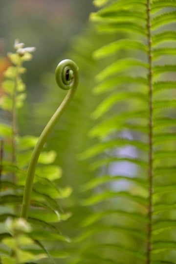 Fern Detail || Hawaii