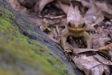 Frog || Kauai