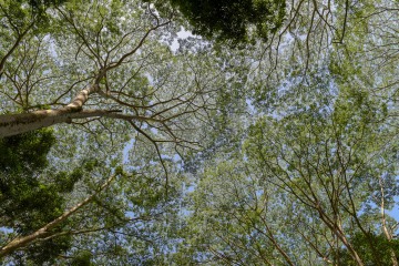 Green Roof || Kauai