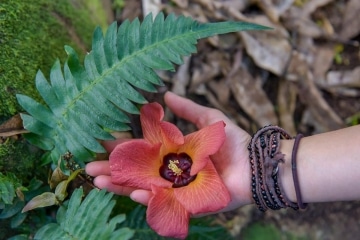 Hawaiian Flora || Kauai