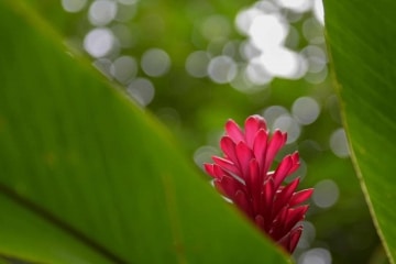 Hawaiian Flora || Kauai