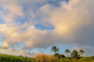Kīpahulu Campground || Maui