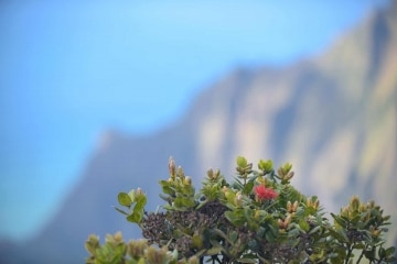 Ohi'a Cliff Blossom || Kōke'e State Park