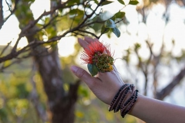 Ohi'a Lehua || Kōke'e State Park