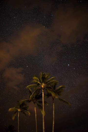 Palms Against the Night Sky || Molokai