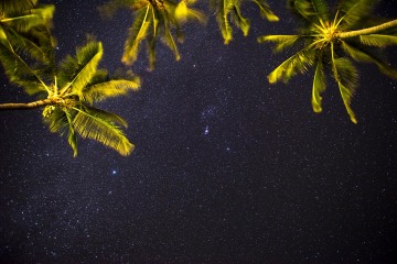 Palms Against the Night Sky || Molokai
