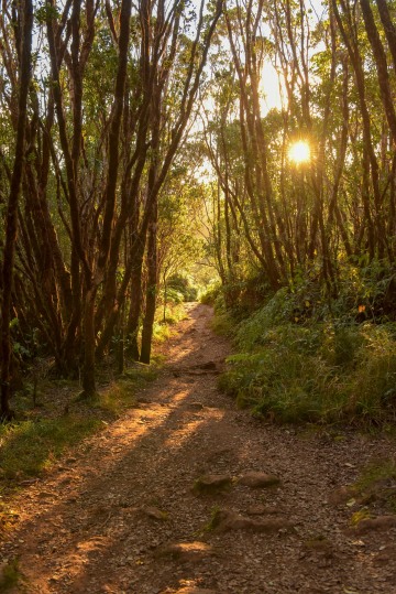 Pihea Trail || Kauai, Hawaii
