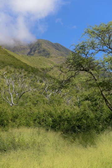 Puʻu Kukui || Maui