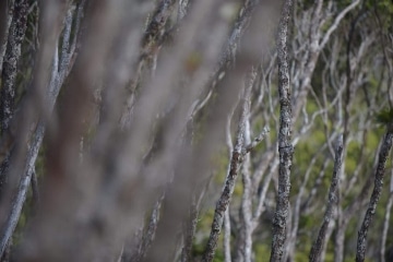 Silver Abstract || Kōke'e State Park