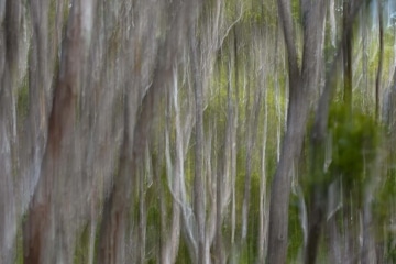 Silver Abstract || Kōke'e State Park