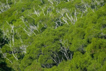 Tree Canopy || Molokai, Hawaii