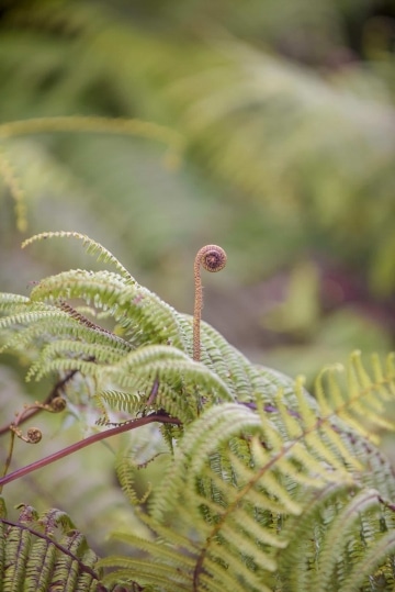 Young Fern Sprout || Kōke'e State Park