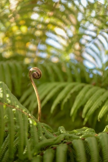 Young Fern Sprout || Kōke'e State Park