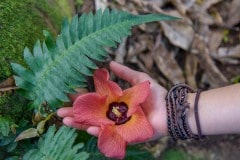 Hawaiian Flora || Kauai