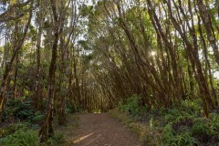 Pihea Trail || Kauai, Hawaii