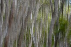 Silver Abstract || Kōke'e State Park