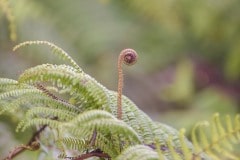 Young Fern Sprout || Kōke'e State Park