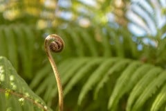 Young Fern Sprout || Kōke'e State Park