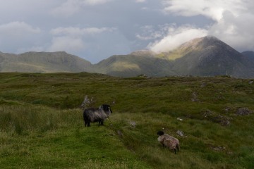Connemara || Ireland