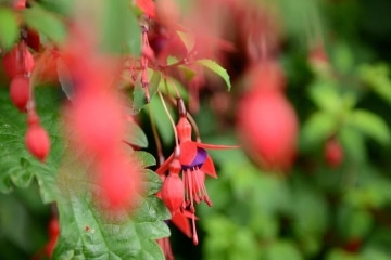 Flora of Howth || Ireland