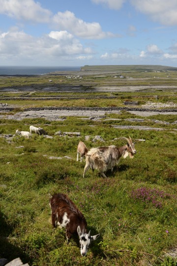 Inishmore || Aran Islands