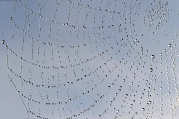 Morning Dew on Web || Northern Ireland
