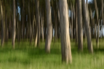 Phoenix Park || Dublin