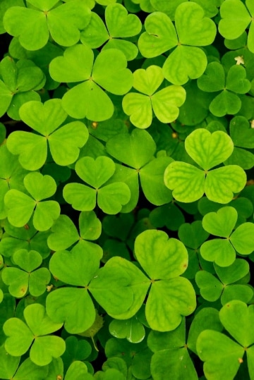 Shamrock || Howth