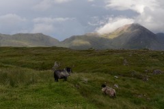 Connemara || Ireland