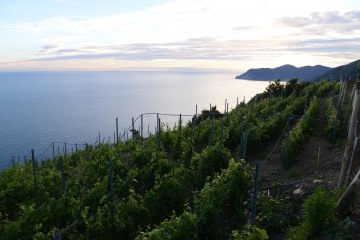 Manarola Vineyards || Cinque Terra