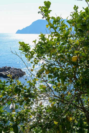 Vernazza Lemon Tree || Cinque Terre