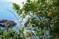 Vernazza Lemon Tree || Cinque Terre