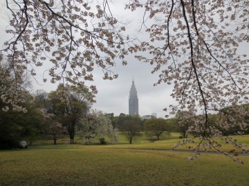 Sendagaya through Cherry Tree || Shibuya, Japan