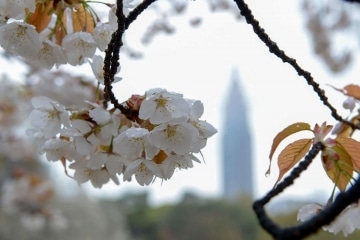 Sendagaya through Cherry Tree || Shibuya, Japan
