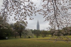 Sendagaya through Cherry Tree || Shibuya, Japan